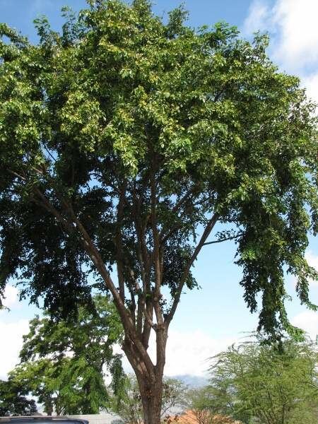 Pterocarpus indicus narra 38217 India common name Pterocarpus indicus