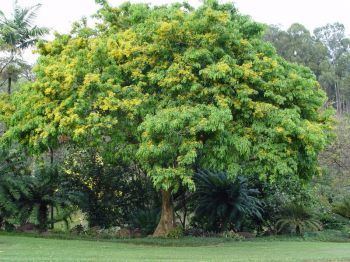 Pterocarpus indicus Pterocarpus indicus Meet the Plants National Tropical Botanical