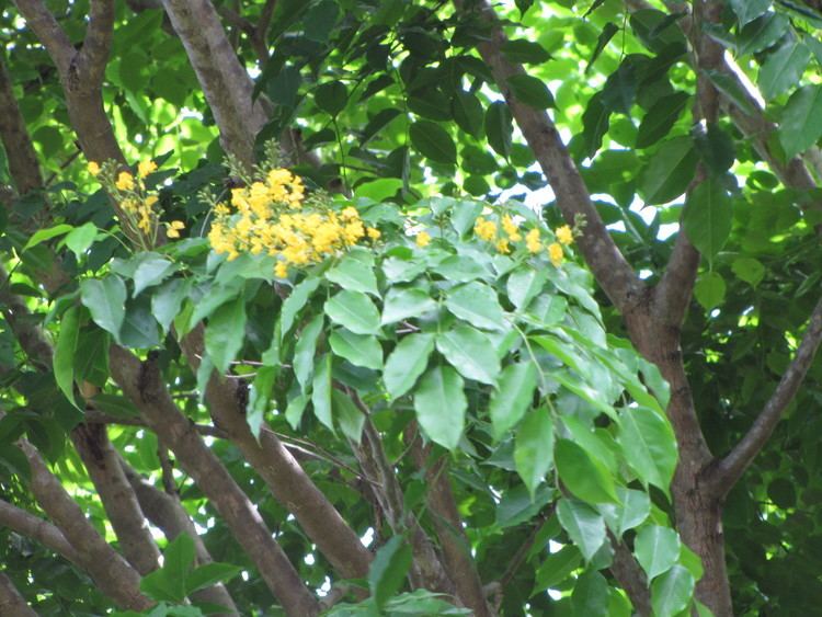 Pterocarpus indicus narra Burmese rosewood Pterocarpus indicus