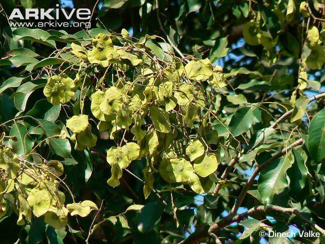 Pterocarpus marsupium East Indian kino videos photos and facts Pterocarpus marsupium