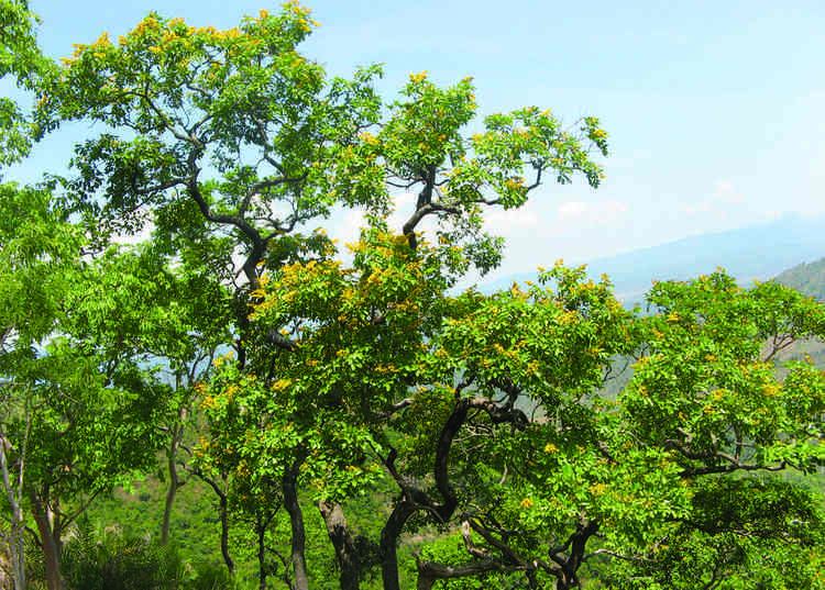 Pterocarpus marsupium VengaMalabar Kino Indian Kino Pterocarpus marsupium AntiDiabetic