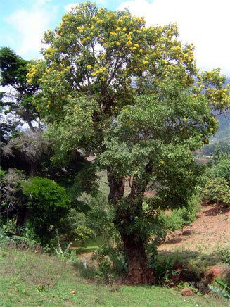 Pterocarpus rotundifolius rotundifolius Roundleaved teak Dopperkiaat