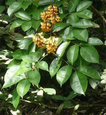 Pterocarpus santalinoides Pterocarpus santalinoides Fauna amp Flora of Liberia