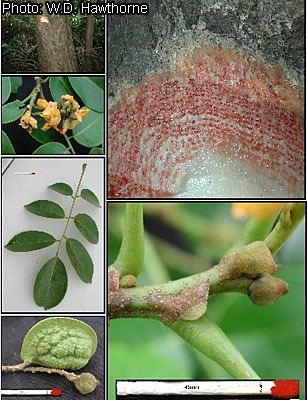 Pterocarpus santalinoides databaseprotaorgPROTAhtmlPhotfile20ImagesPte