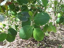 Pterocarpus santalinus httpsuploadwikimediaorgwikipediacommonsthu