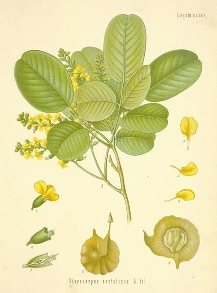 Pterocarpus santalinus A Modern Herbal Saunders Red