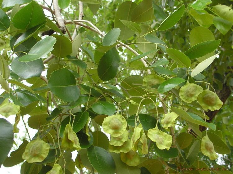 Pterocarpus santalinus Pterocarpus santalinus Images Useful Tropical Plants
