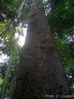 Pterocarpus soyauxii databaseprotaorgdbtwwpdprotabasePhotfile20I