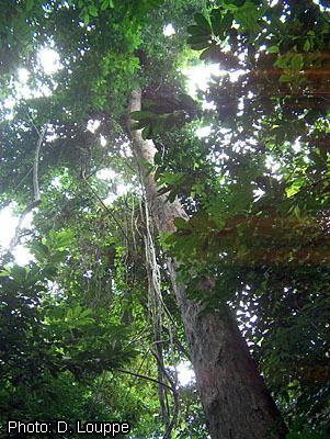 Pterocarpus soyauxii Inmagic DBText WebPublisher PRO 1 records