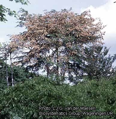 Pterocarpus soyauxii Inmagic DBText WebPublisher PRO 1 records