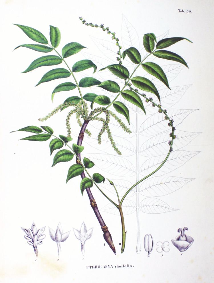 Pterocarya Pterocarya rhoifolia Wikipedia