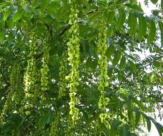 Pterocarya fraxinifolia Pterocarya fraxinifolia EUFORGEN European forest genetic resources