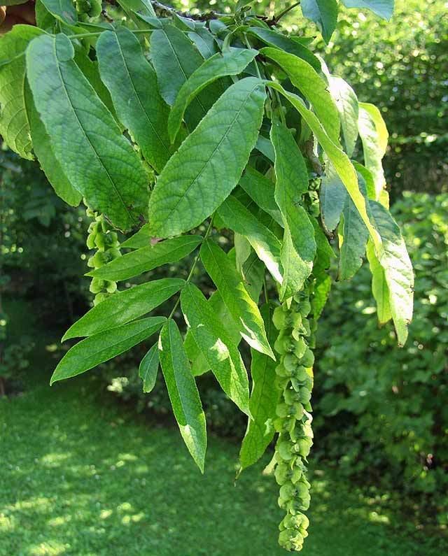 Pterocarya fraxinifolia Caucasian Wingnut Pterocarya fraxinifolia myGardenorg