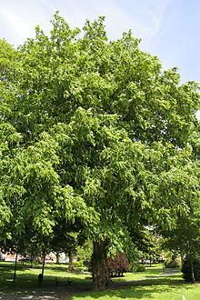 Pterocarya fraxinifolia httpsuploadwikimediaorgwikipediacommonsthu