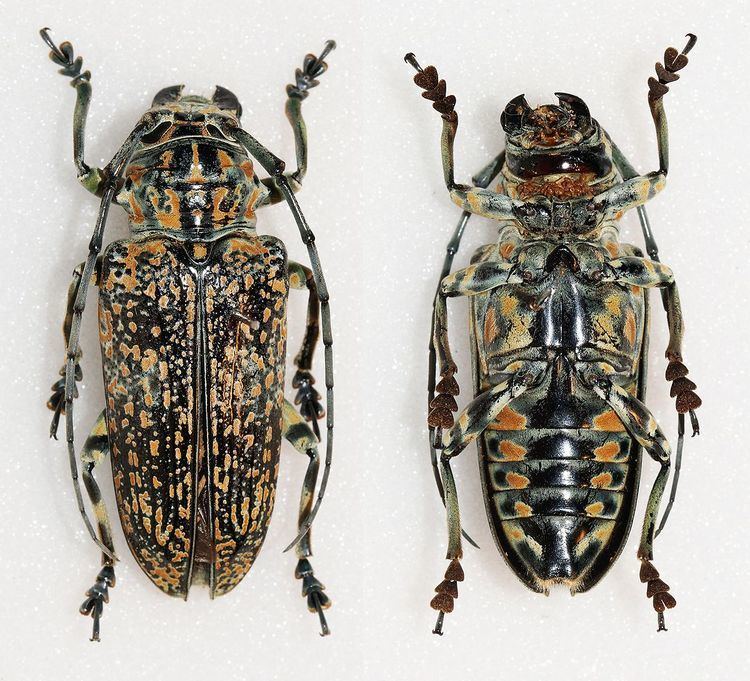 Pterochaos nebulosus