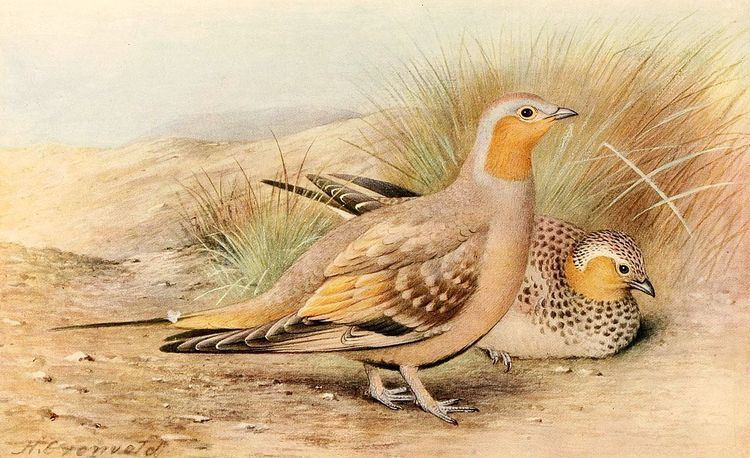 Pterocles Spotted sandgrouse Wikipedia