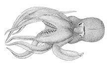 Pteroctopus httpsuploadwikimediaorgwikipediacommonsthu
