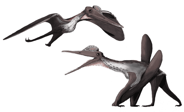 Pterodactylus Matt Martyniuk Pterodactylus