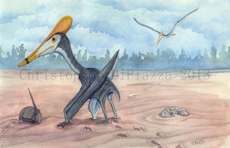 Pterodactylus Prehistoric Beast of the Week Pterodactylus Prehistoric Animal of
