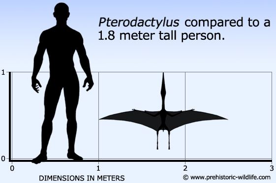 Pterodactylus Pterodactylus