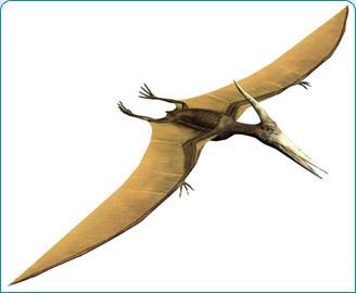 Pterodactylus Pterodactylus The Dinosaur Stop