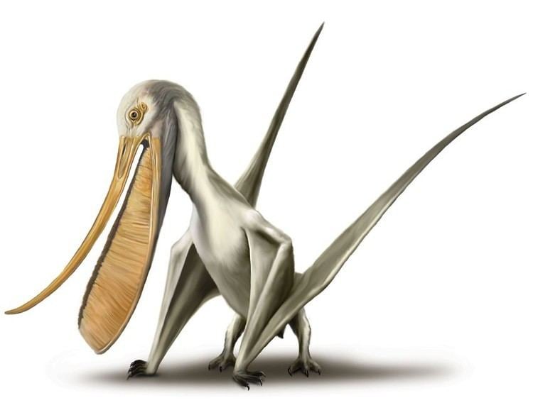 Pterodaustro Pterodaustro Pictures amp Facts The Dinosaur Database