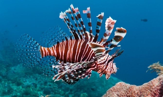 Pterois Lion Fish SiOWfa15 Science in Our World Certainty and Controversy