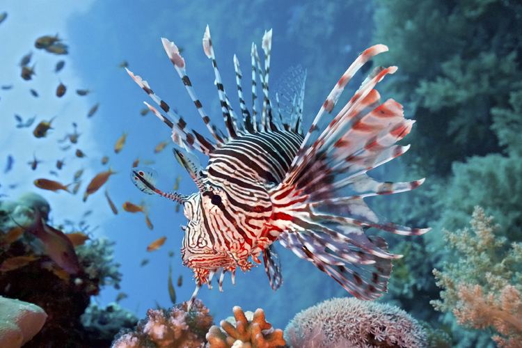 Pterois Researching the Lionfish Invasion Florida Tech eCurrent