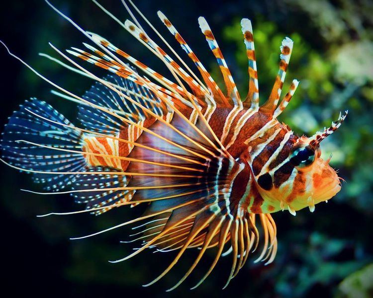 Pterois lion fish now available