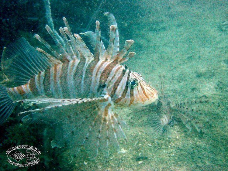 Pterois russelli Spotless Lionfish Pterois russelli Chaloklum Diving Koh Phangan