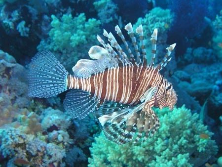 Pterois russelli Volante de Russell Pterois Russelli
