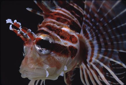 Pterois sphex Lionfish Pterois sphex