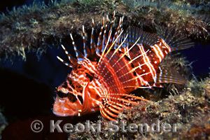 Pterois sphex Hawaiian Red Lionfish or Turkeyfish Pterois sphex