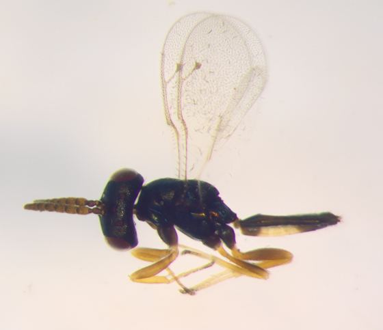 Pteromalidae Pteromalidae BugGuideNet