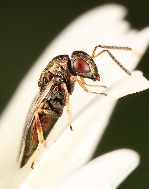 Pteromalidae Pteromalidae