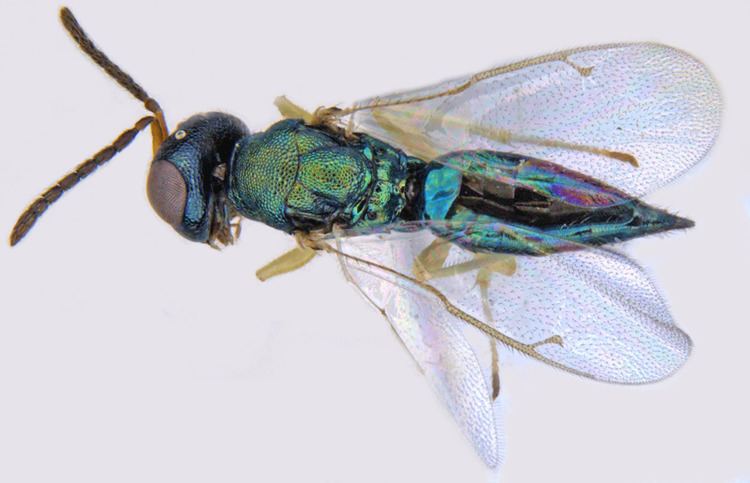 Pteromalidae Pteromalidae