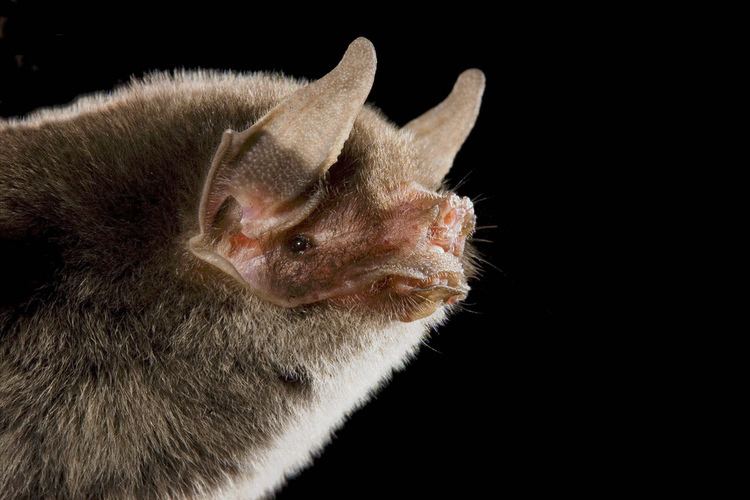 Pteronotus Nakedbacked Bat Pteronotus davyi Mexico portrait Bruce