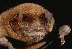 Pteronotus Pteronotus parnellii Parnell39s mustached bat