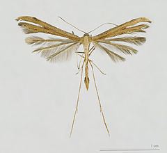 Pterophoridae Pterophoridae Wikipedia