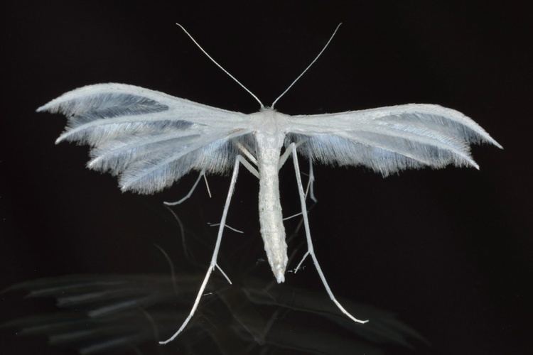 Pterophorus pentadactyla White Plume Moth Pterophorus pentadactyla NatureSpot