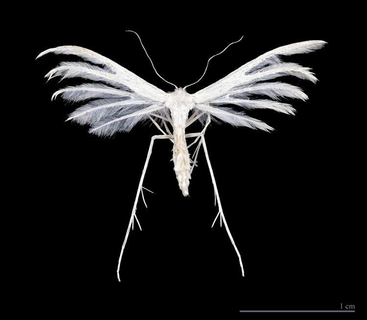 Pterophorus pentadactyla httpsuploadwikimediaorgwikipediacommons22
