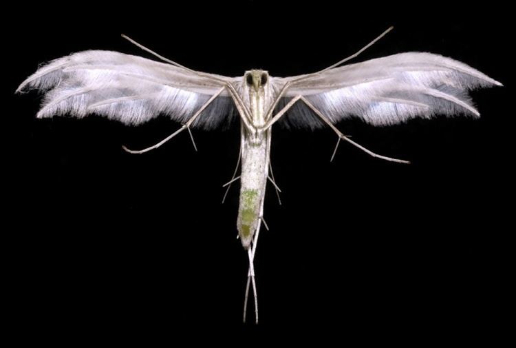 Pterophorus pentadactyla White Plume Moth Pterophorus pentadactyla NatureSpot