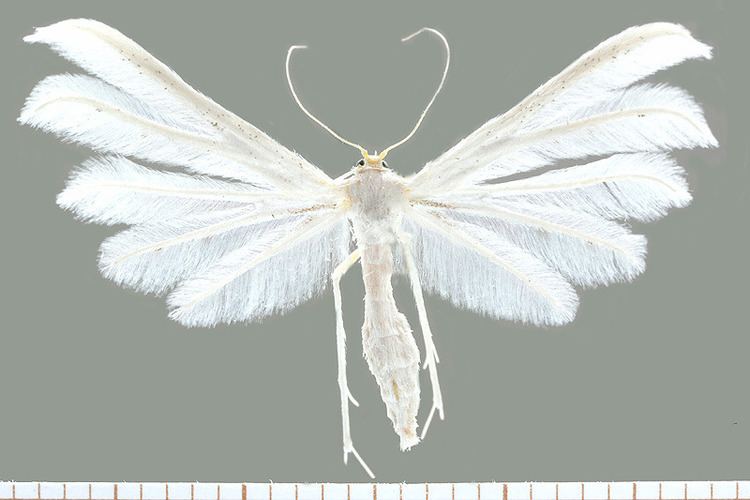 Pterophorus pentadactyla animals moth White Plume Moth Pterophorus pentadactyla goddammitdion