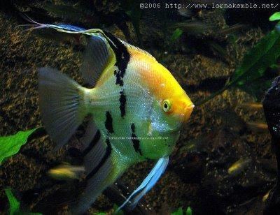 Pterophyllum Freshwater Angelfish A guide and forums on care