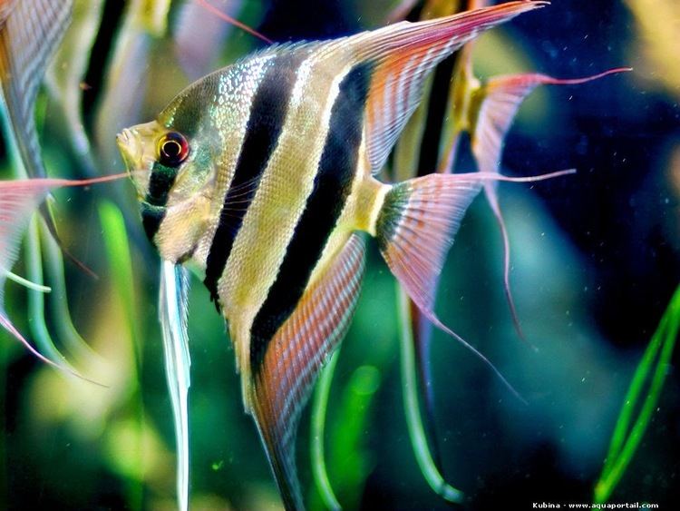 Pterophyllum altum 3bpblogspotcomHy7XzqWal9gU762cQHFkPIAAAAAAA