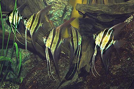 Pterophyllum altum Pterophyllum altum Altum Angel Seriously Fish