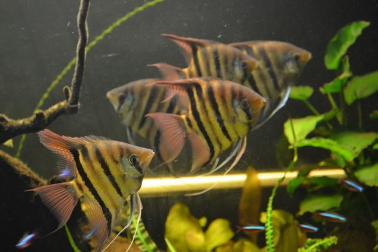 Pterophyllum leopoldi - Alchetron, The Free Social Encyclopedia