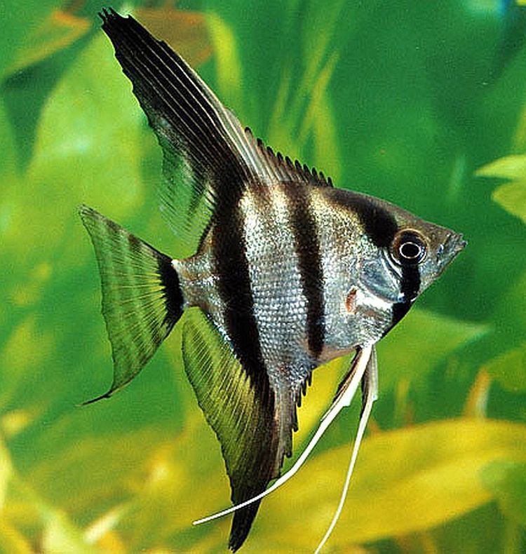 Pterophyllum scalare Silver Zebra Angelfish Pterophyllum scalare Tropical Fish Keeping