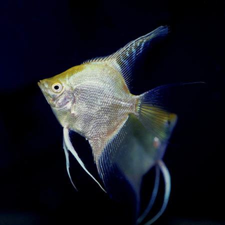 Pterophyllum scalare Pterophyllum scalare Angelfish Seriously Fish