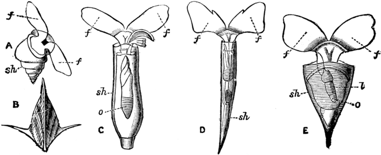 Pteropoda Pteropoda ClipArt ETC